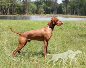 Valleyhunter's That Boy Can Boogie