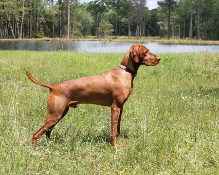 Valleyhunter's That Boy Can Boogie