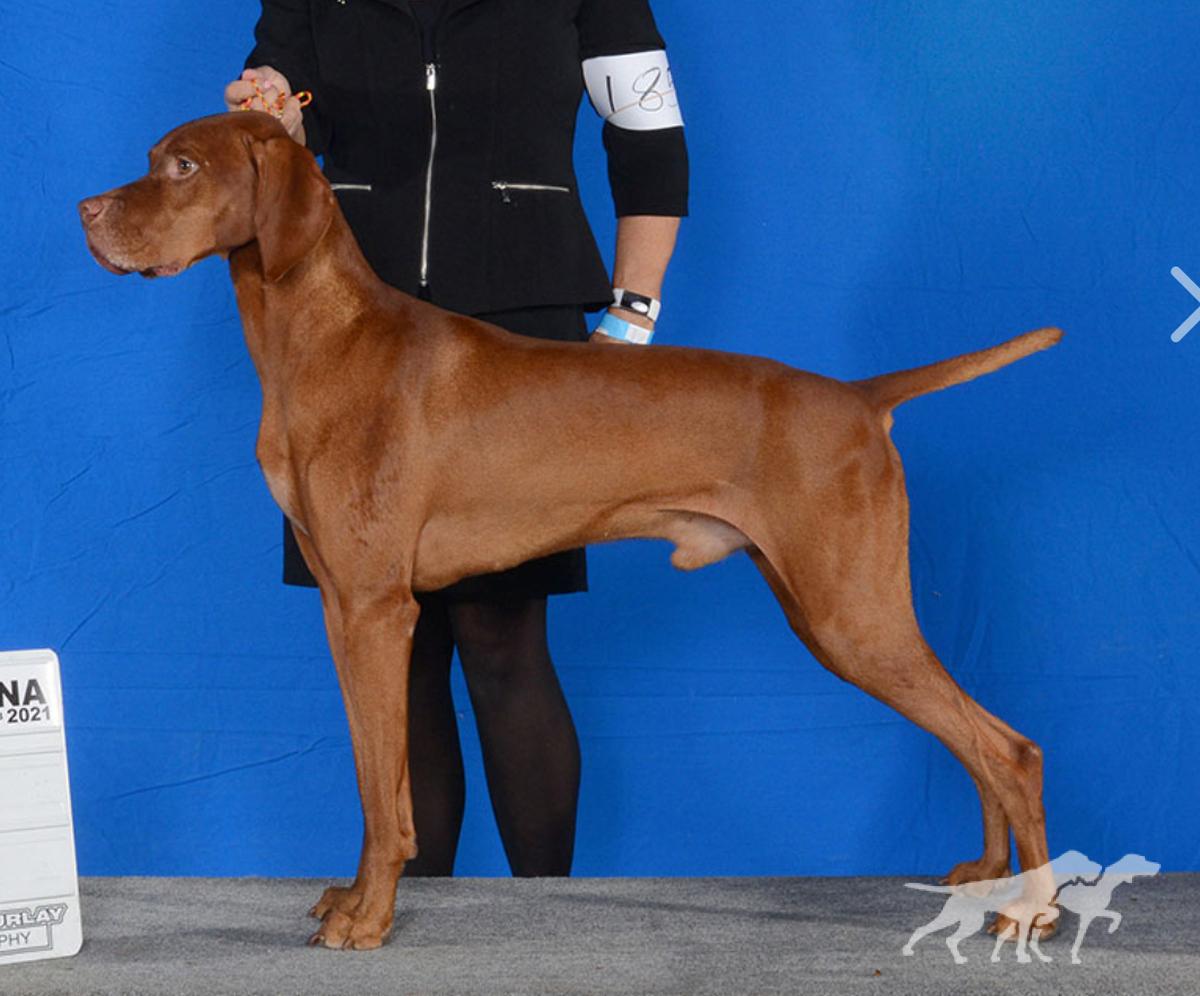 Ferngold's Royal Sterling