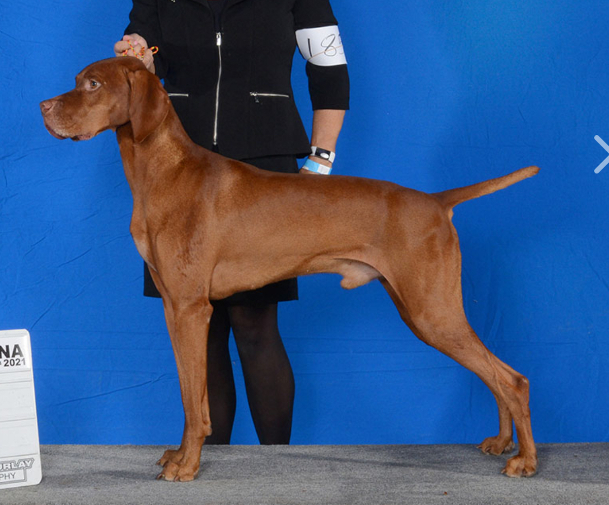 Ferngold's Royal Sterling