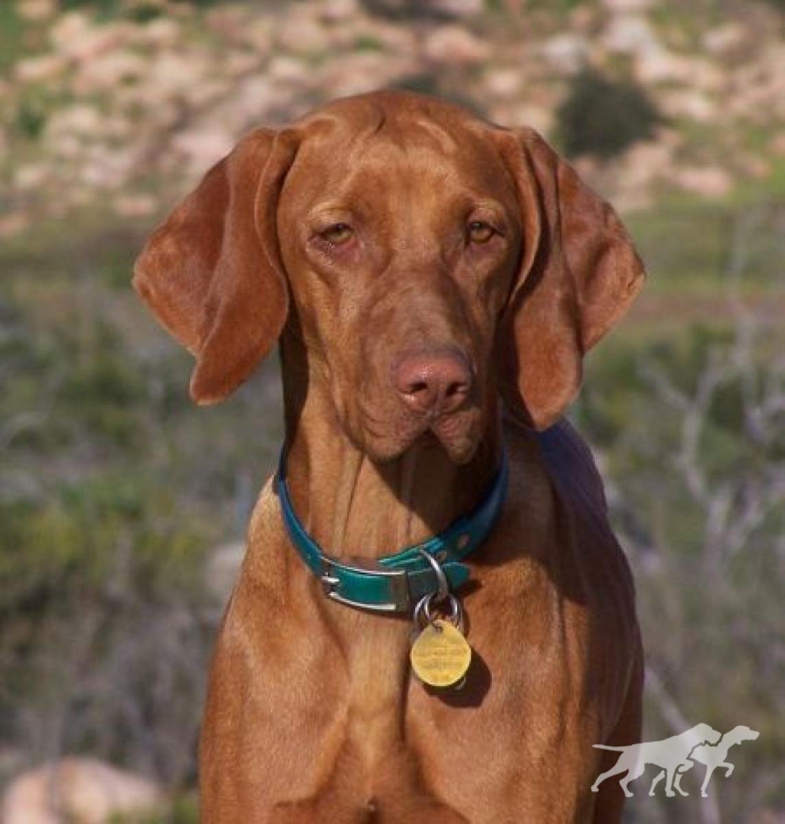 Reddog Ranch Bailey II