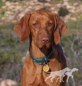 Reddog Ranch Bailey II
