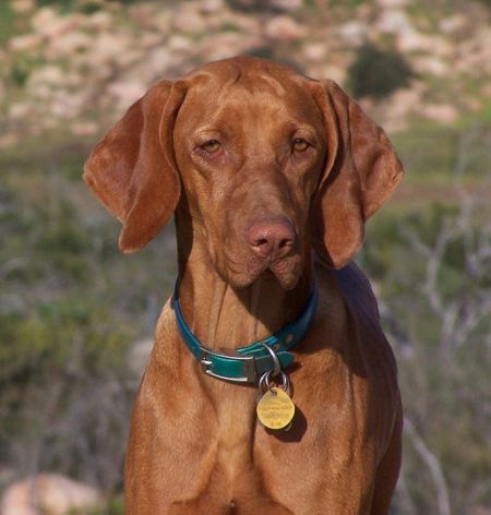Reddog Ranch Bailey II
