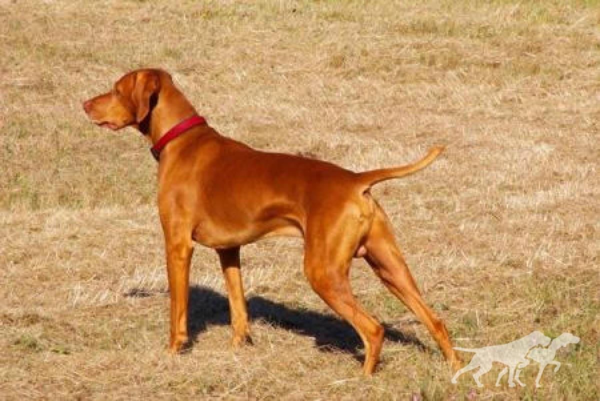 Reddog Ranch Gideon