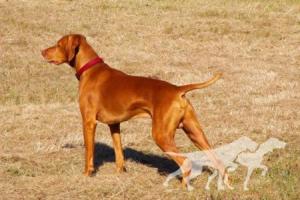 Reddog Ranch Gideon