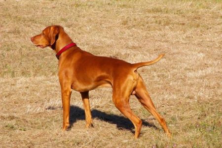 Reddog Ranch Gideon
