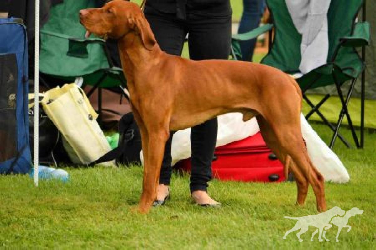 Dash Bohemia Setter