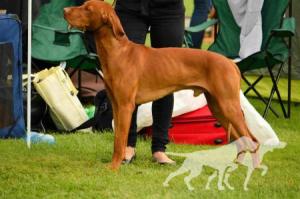 Dash Bohemia Setter