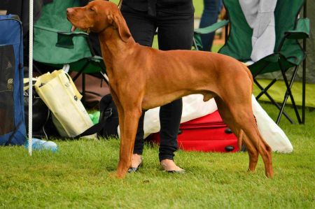 Dash Bohemia Setter