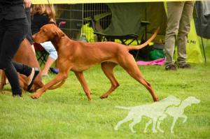 Dash Bohemia Setter