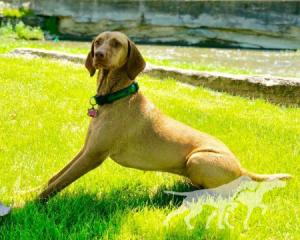 Highfield Mazie Hart