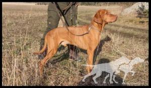 Busvizslans Hunting Henke