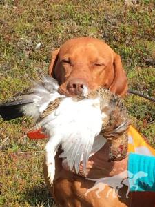 Busvizslans Hunting Henke