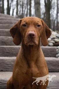 Happy Tails Radar