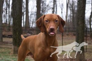 Happy Tails Radar
