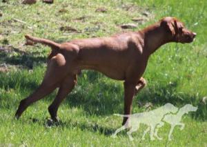 Copper-Creek's Hungary Like The Wolf
