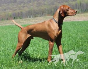 Copper-Creek's Hungary Like The Wolf