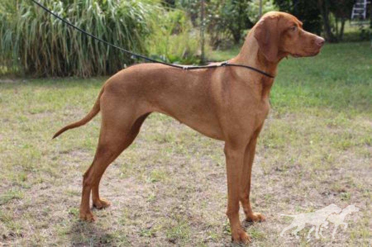 Barma Royal de Hunter