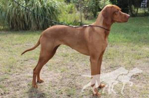 Barma Royal de Hunter