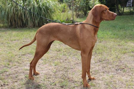 Barma Royal de Hunter
