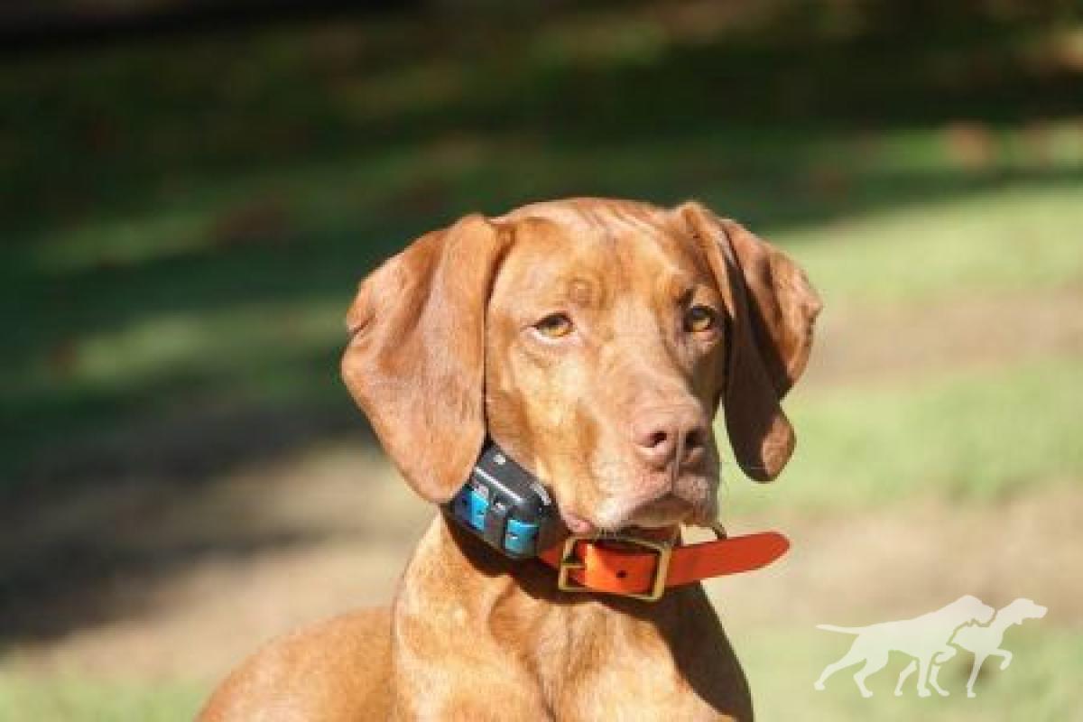 Omega's Boy Troy