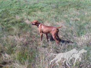 Rebel Rouser Sidney Jo
