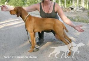 Farah z Nanikinho dvora