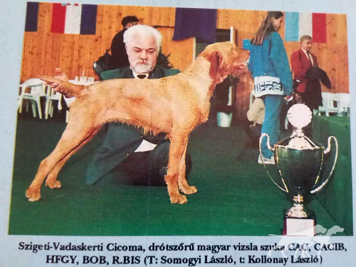 Szigeti-Vadaskerti Cicoma