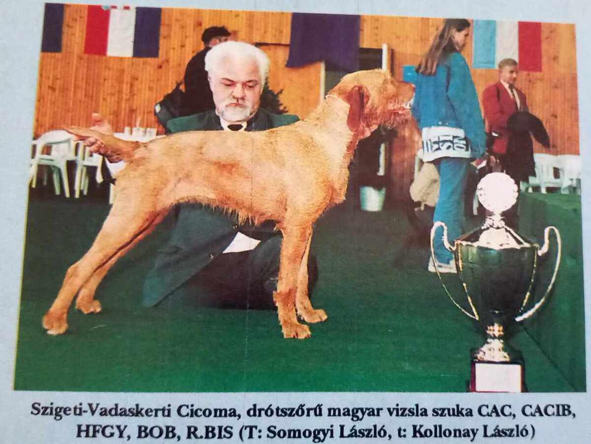 Szigeti-Vadaskerti Cicoma