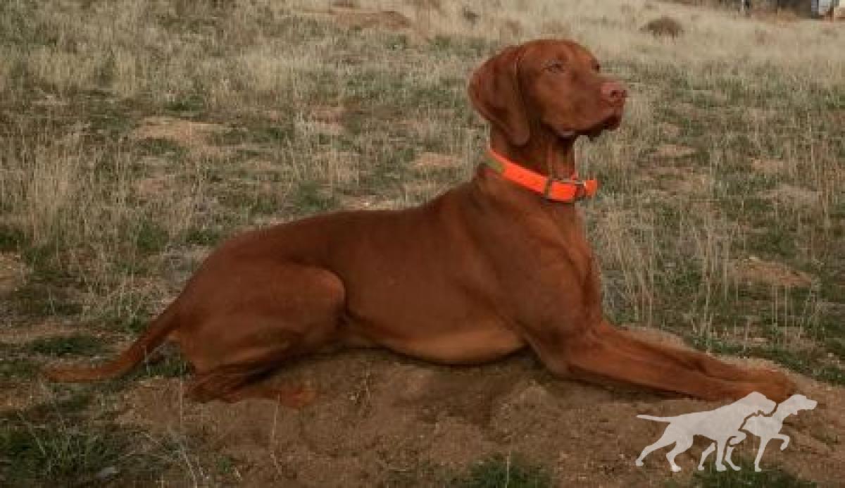 Serenity's Dre The Majestic