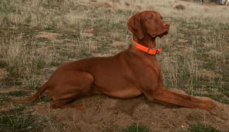 Serenity's Dre The Majestic