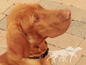 Hector de Can Bruguera