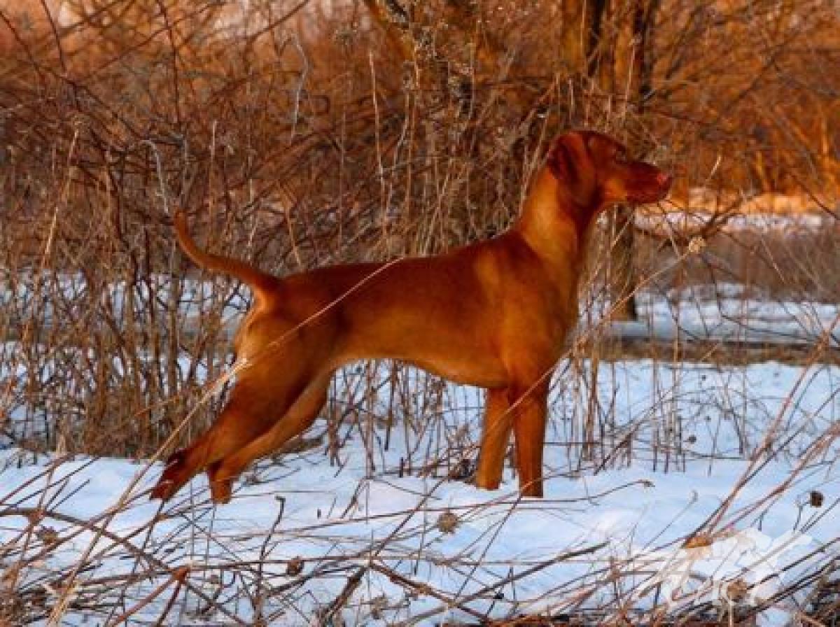 Mila's La Dolce Vizsla