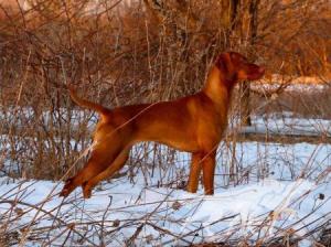 Mila's La Dolce Vizsla