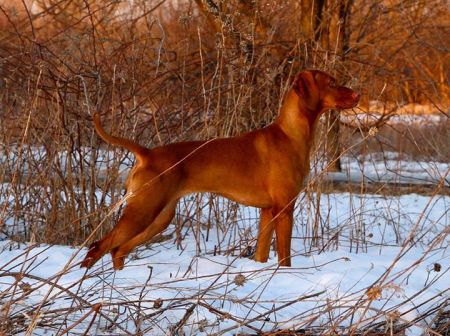 Mila's La Dolce Vizsla
