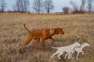 Mila's La Dolce Vizsla