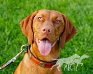 Mila's La Dolce Vizsla