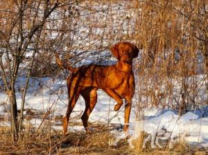 Mila's La Dolce Vizsla