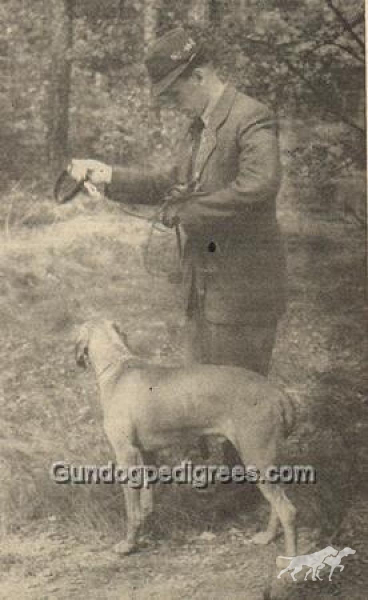 Argo Lesan Selle