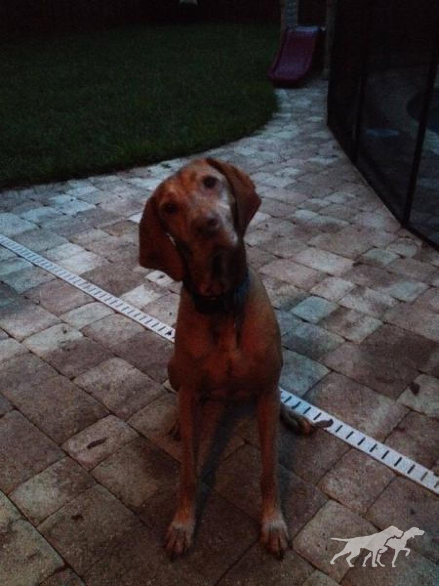 Strider's Smokin Red Ruger