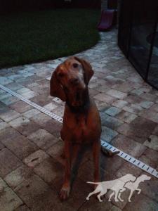 Strider's Smokin Red Ruger