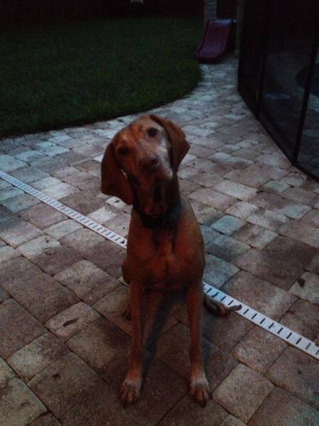 Strider's Smokin Red Ruger