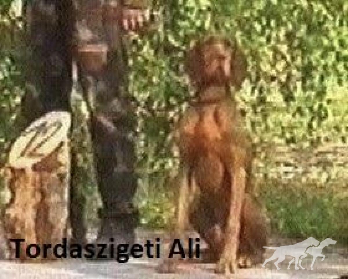 Tordaszigeti Ali