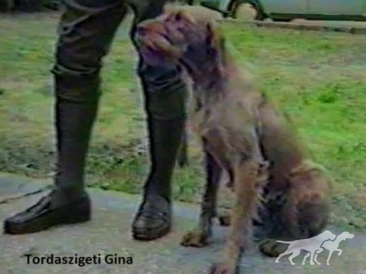Tordaszigeti Gina