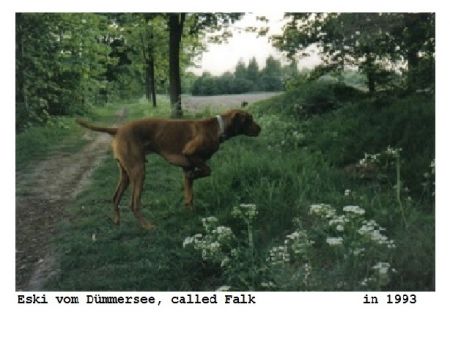 Eski vom Dümmersee