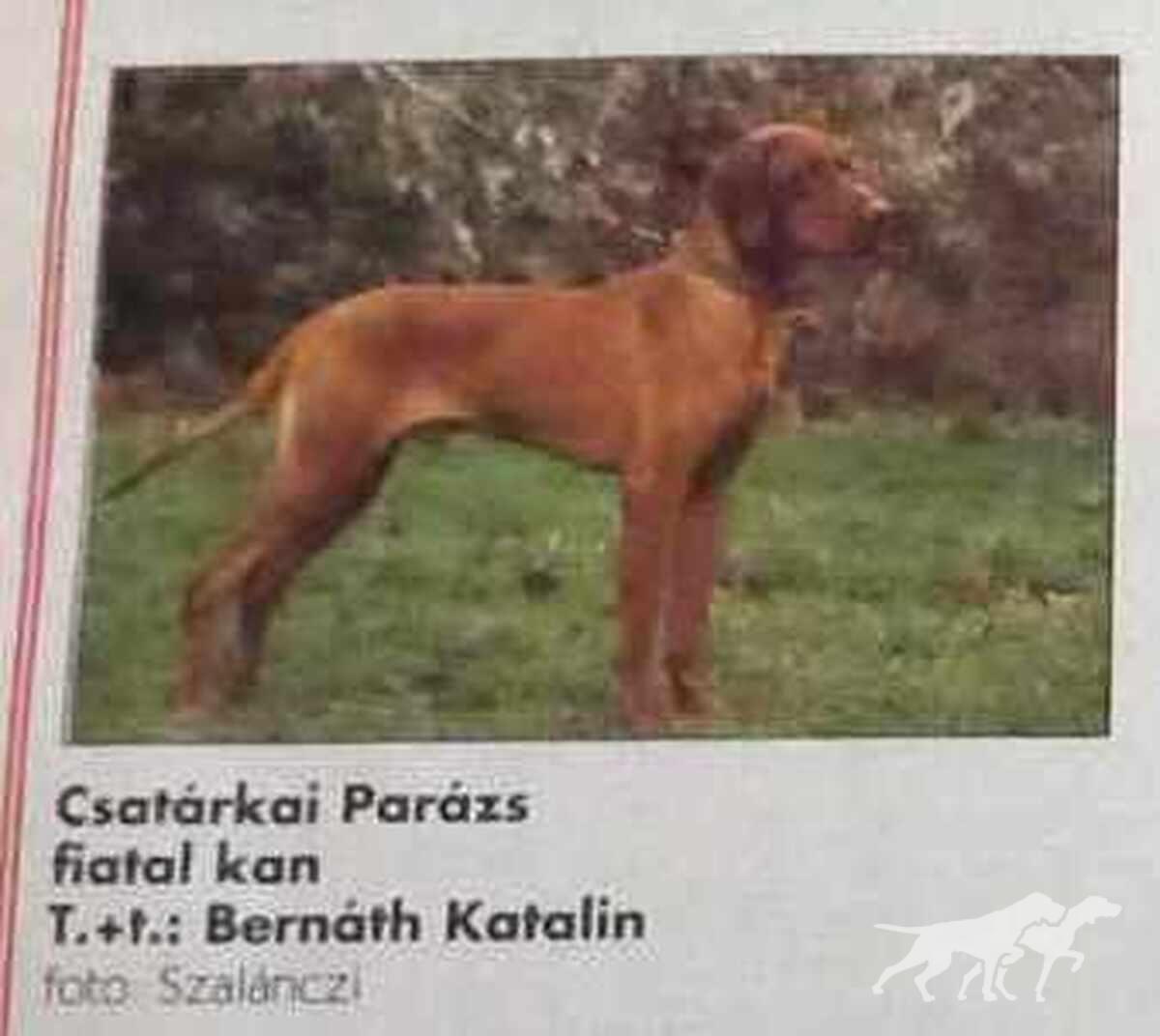 Csatárkai Parázs