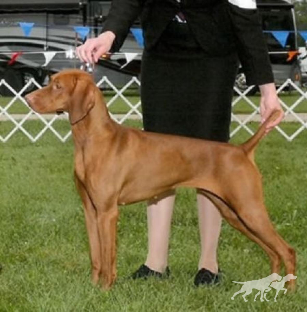 Jackpot's Benelli Of Como