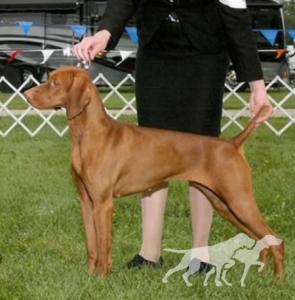 Jackpot's Benelli Of Como