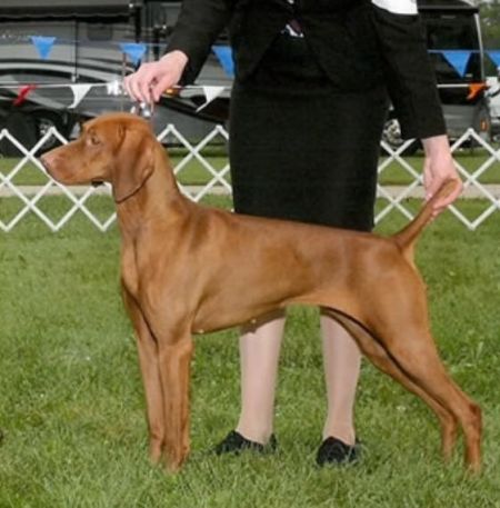 Jackpot's Benelli Of Como