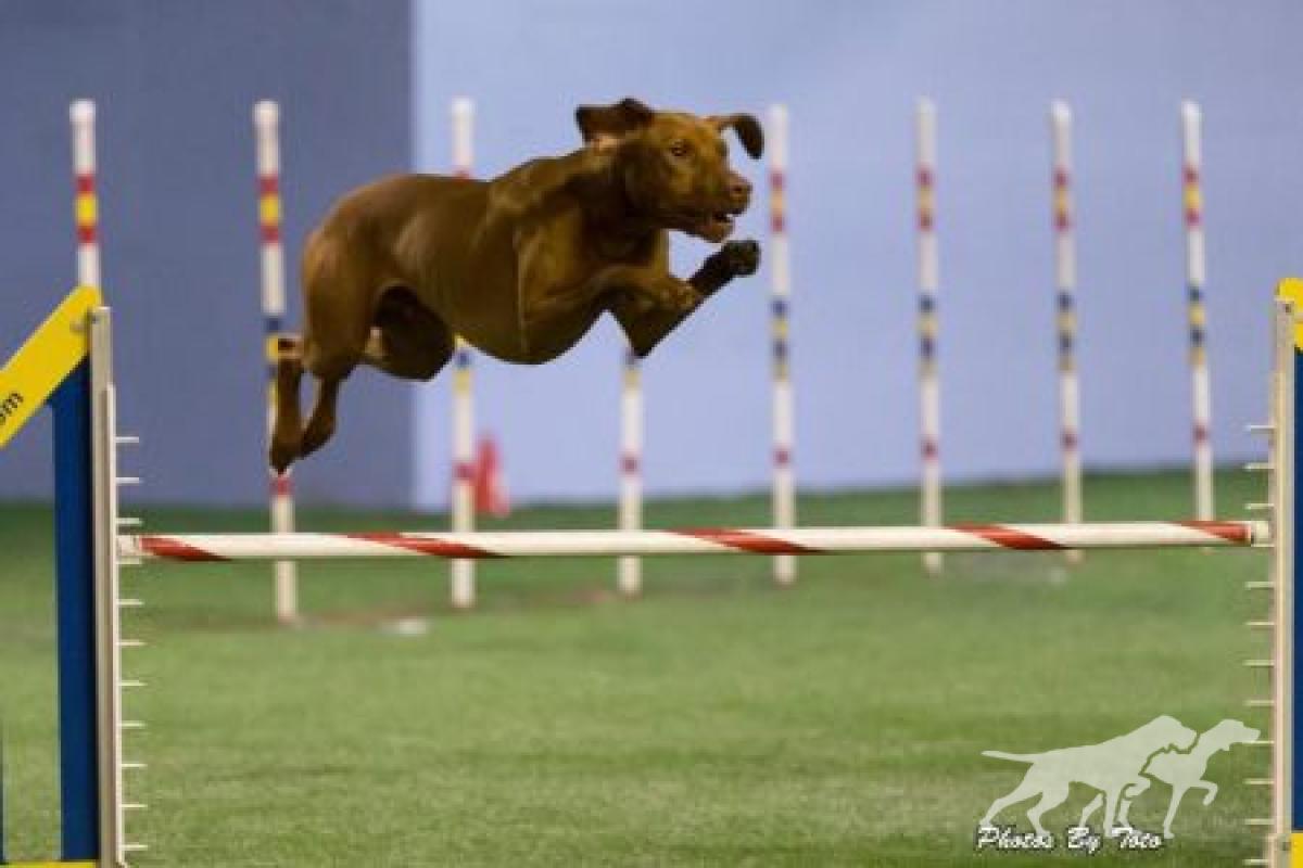 Winddance Red Bull Shooter